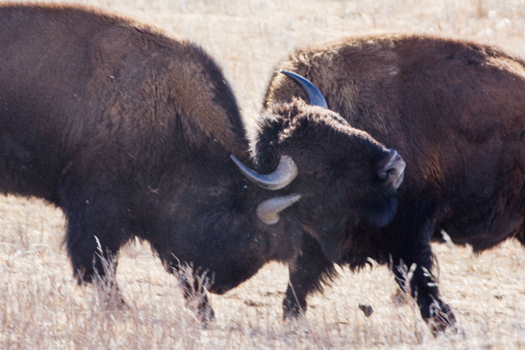 Bison jousting, Custer State Park, South Dakota.  Click for next photo.