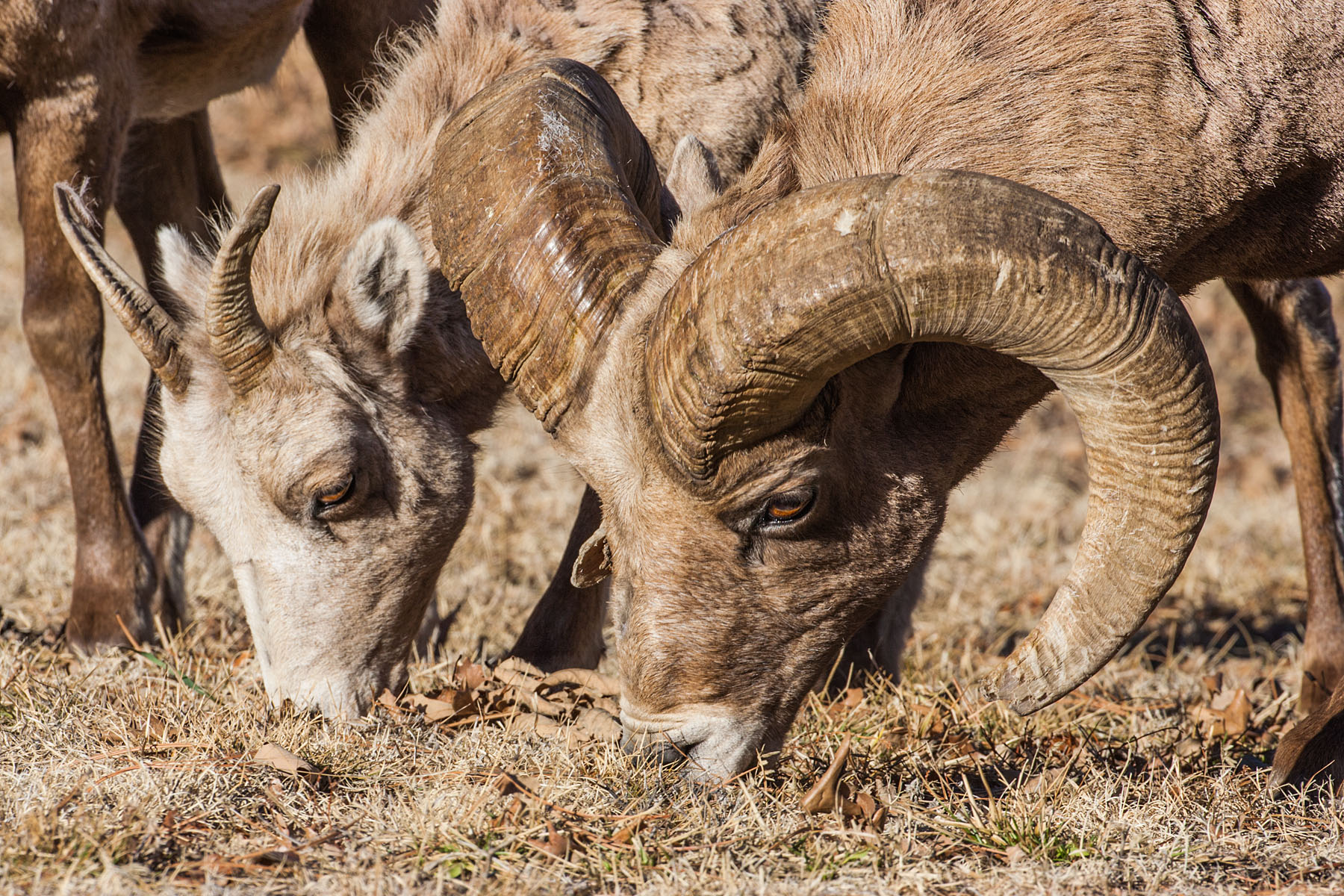 Rocky Mountain Bighorn ewe and ram, Custer State Park, South Dakota.  Click for next photo.