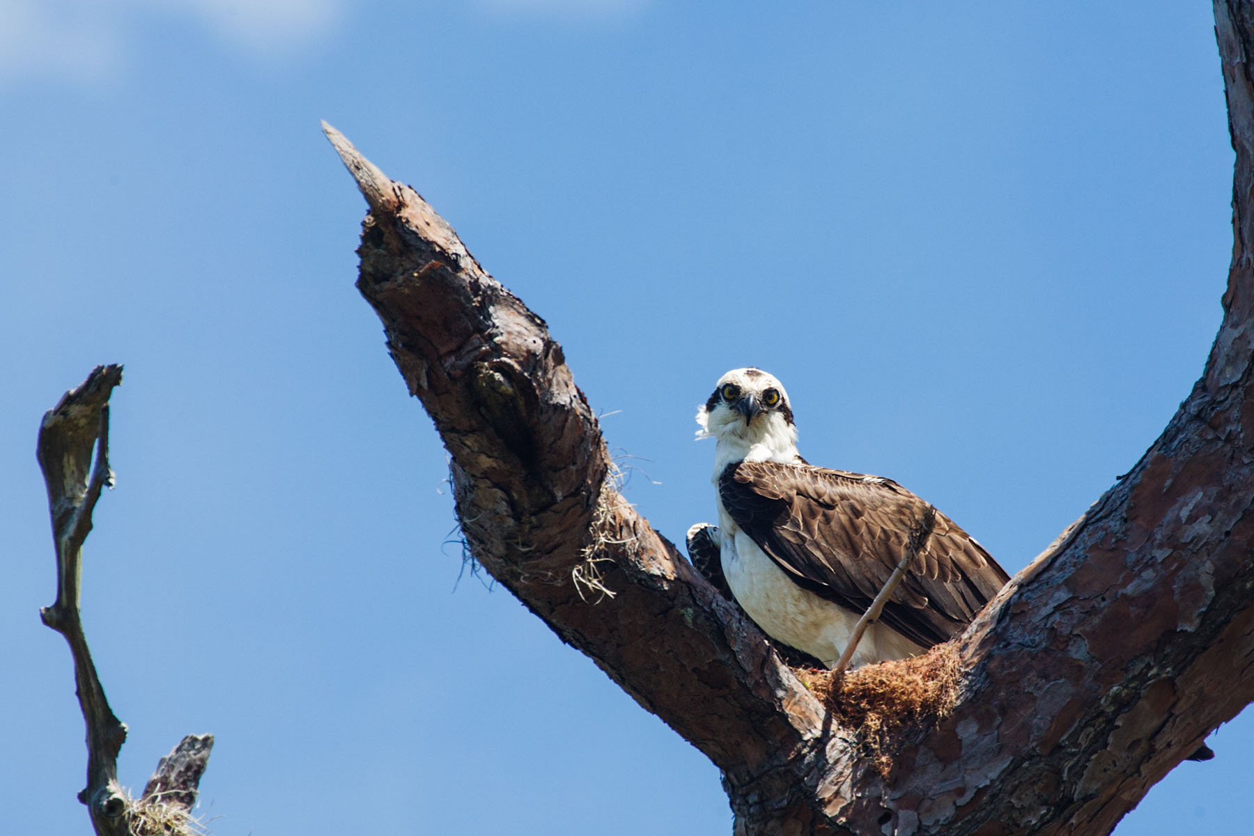 Osprey, Honeymoon Island State Park, Florida.
  Click for next photo.