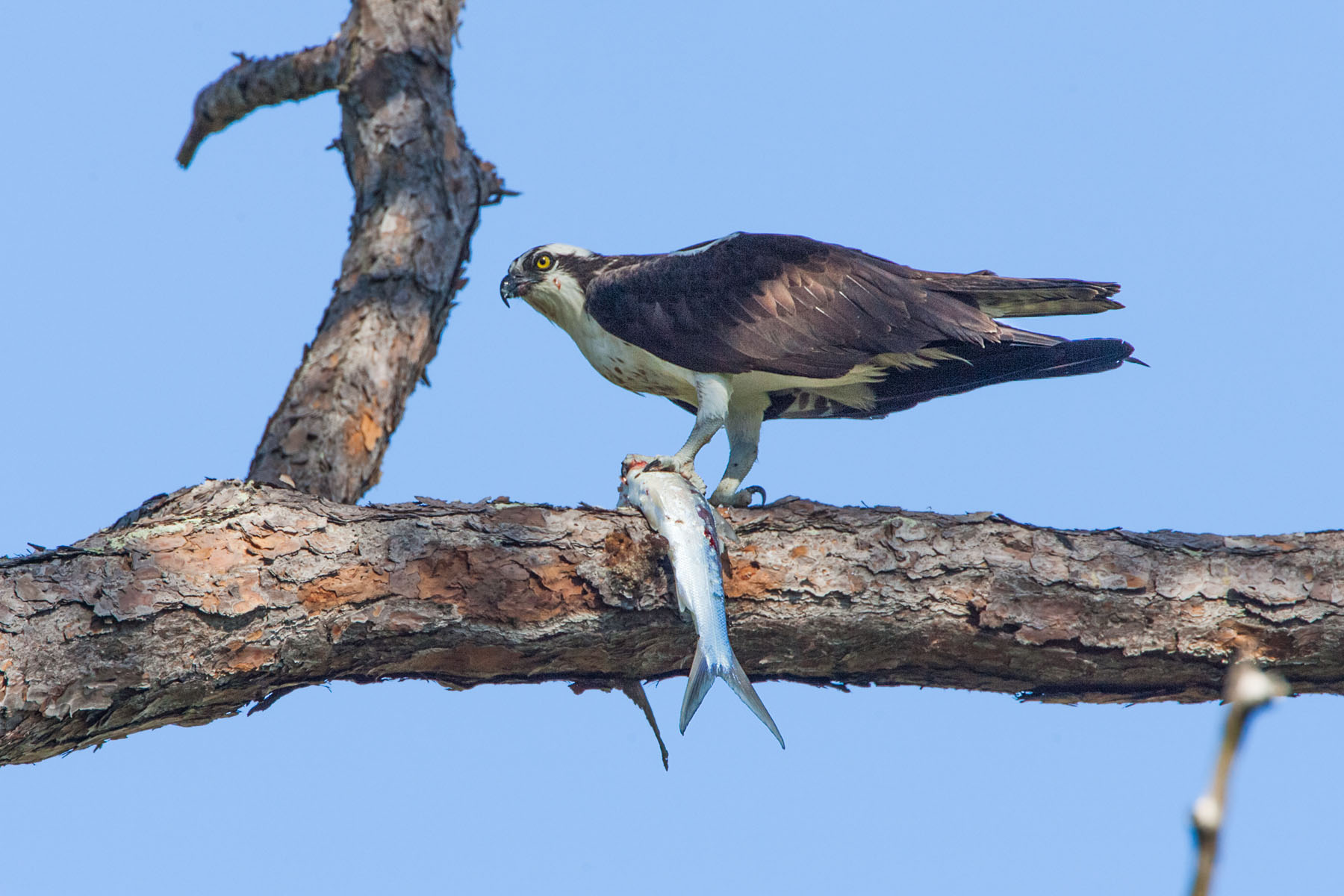 Osprey with a big fish, Honeymoon Island State Park, Florida.  Click for next photo.