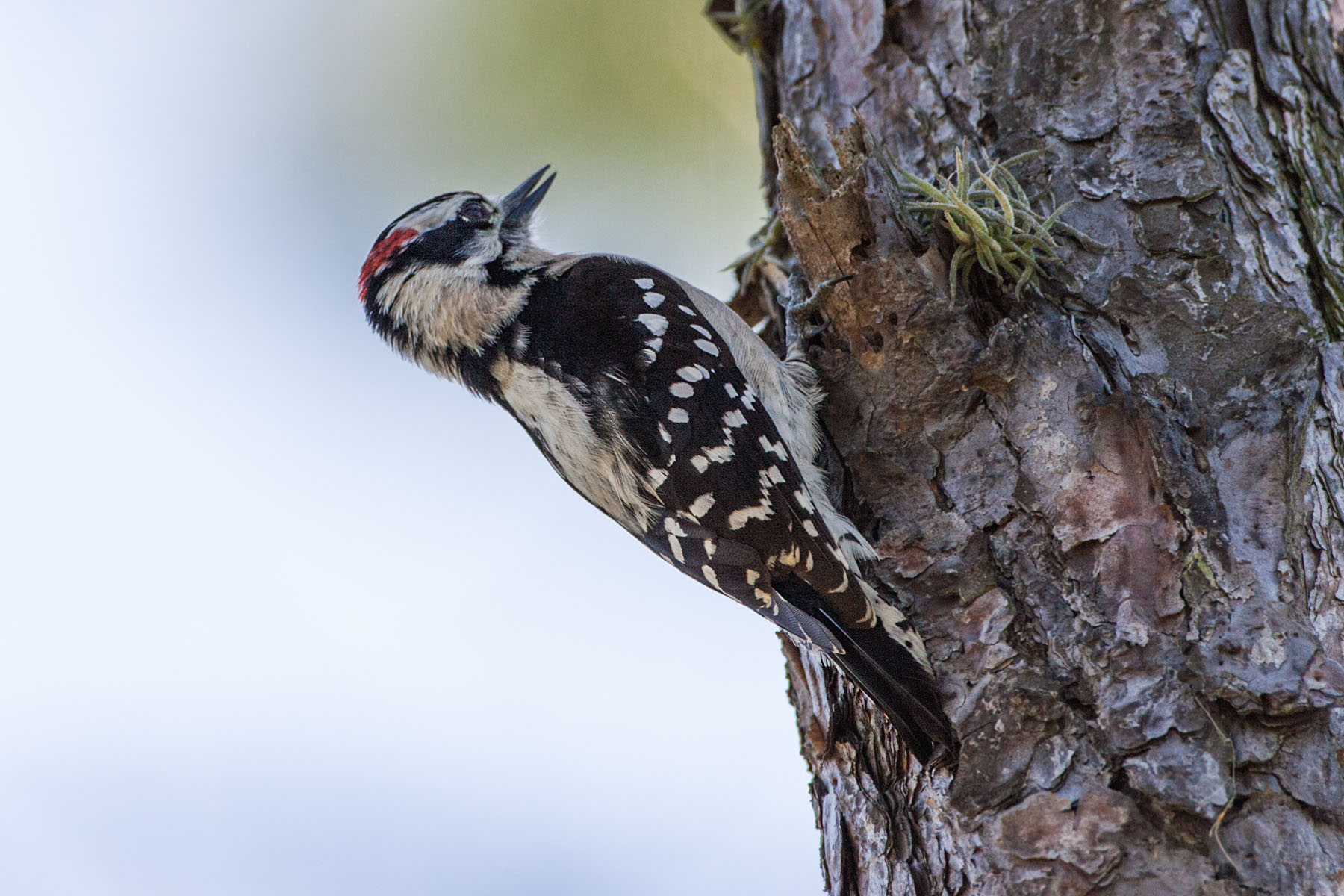 Woodpecker, Honeymoon Island State Park.  Click for next photo.