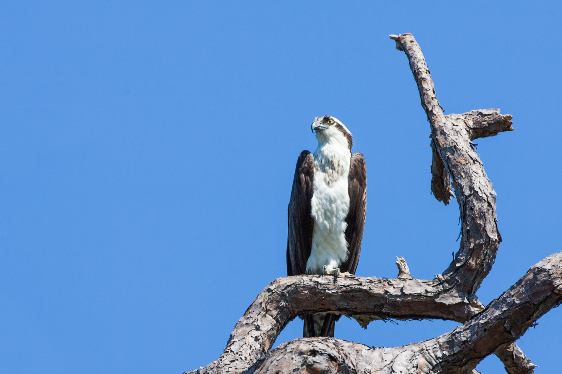 Osprey (first of seven), Honeymoon Island State Park, Florida.  Click for next photo.