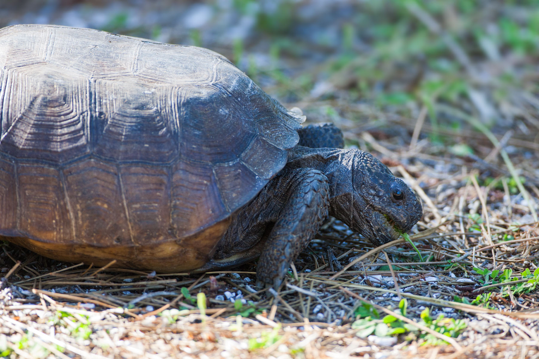 Tortoise, Honeymoon Island State Park.  Click for next photo.