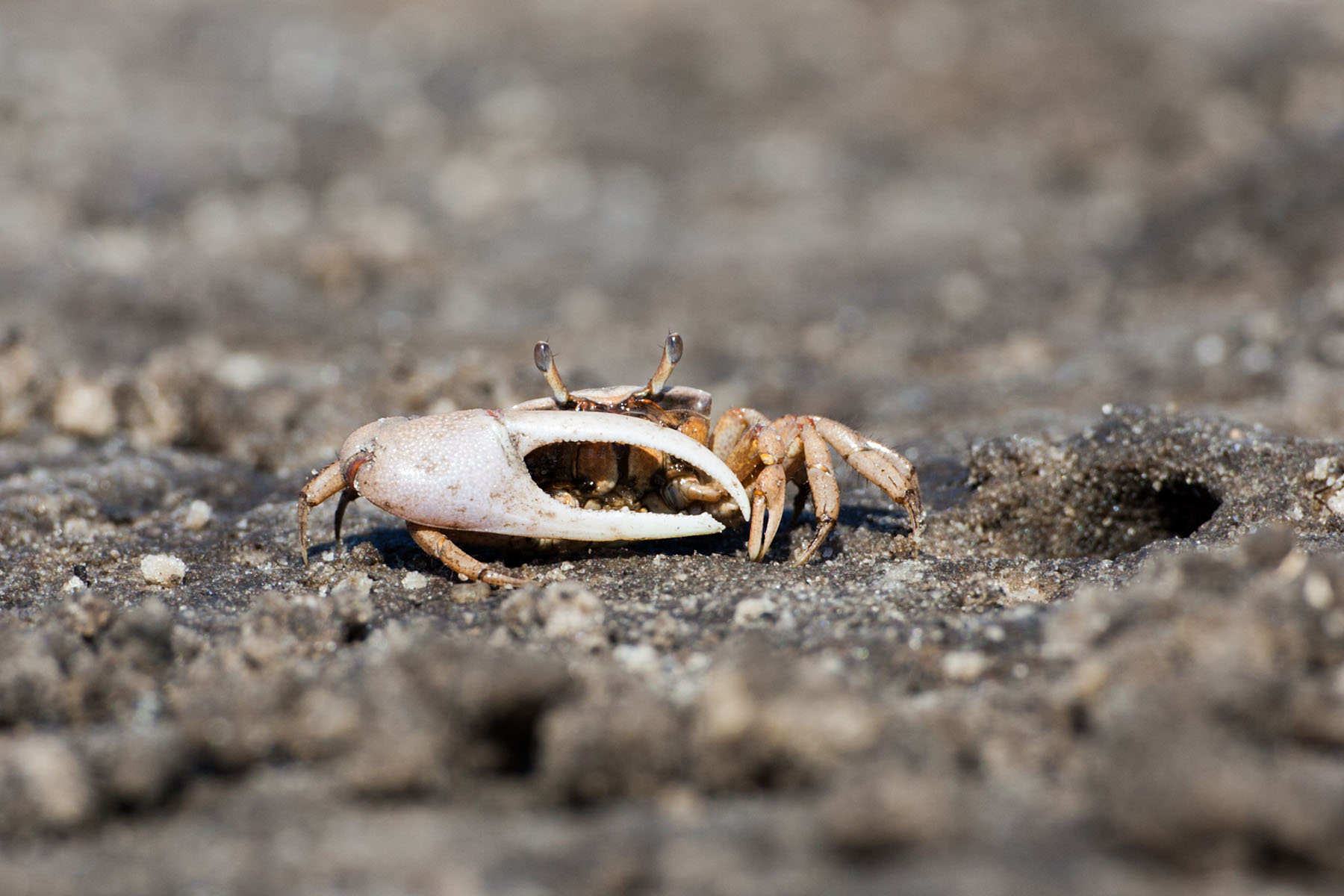 Ghost crab, Lower Suwannee NWR, Florida.  Click for next photo.