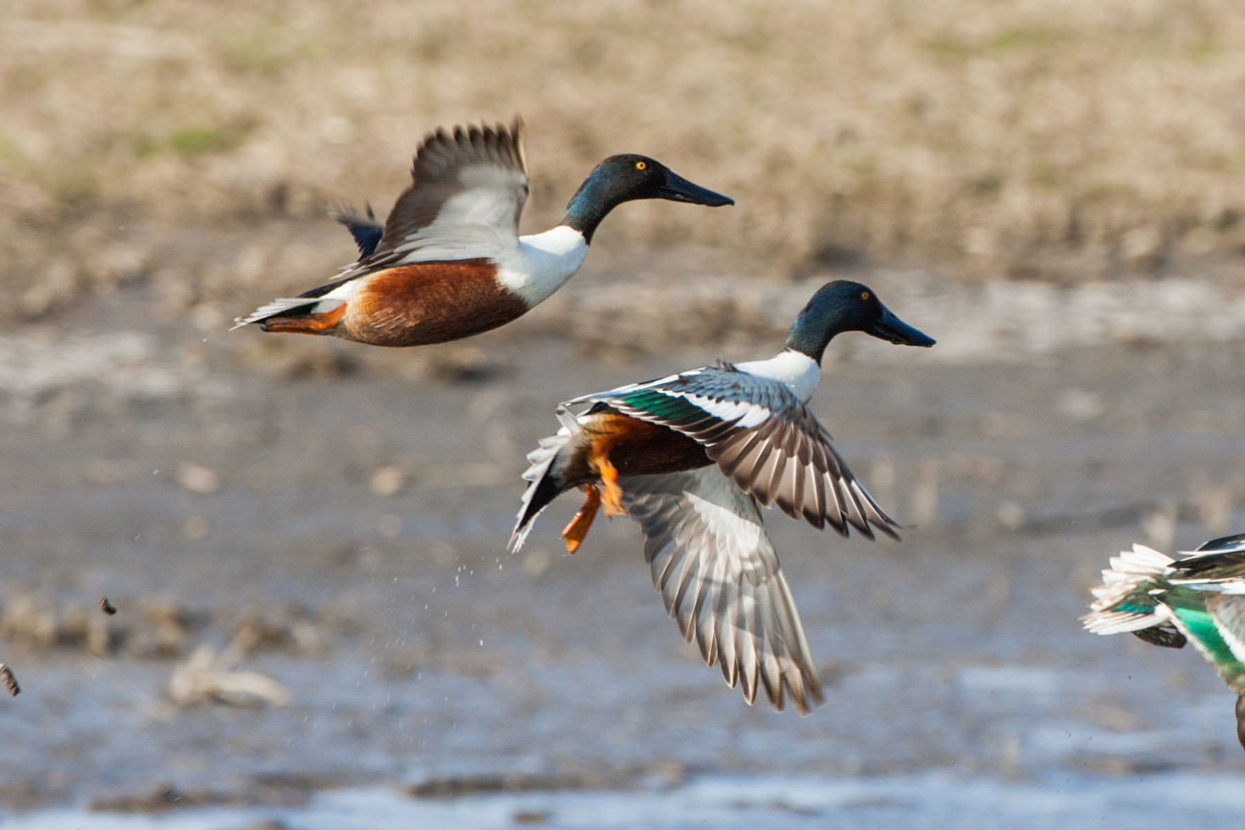 Shoveler ducks, Quivira NWR, Kansas.  Click for next photo.