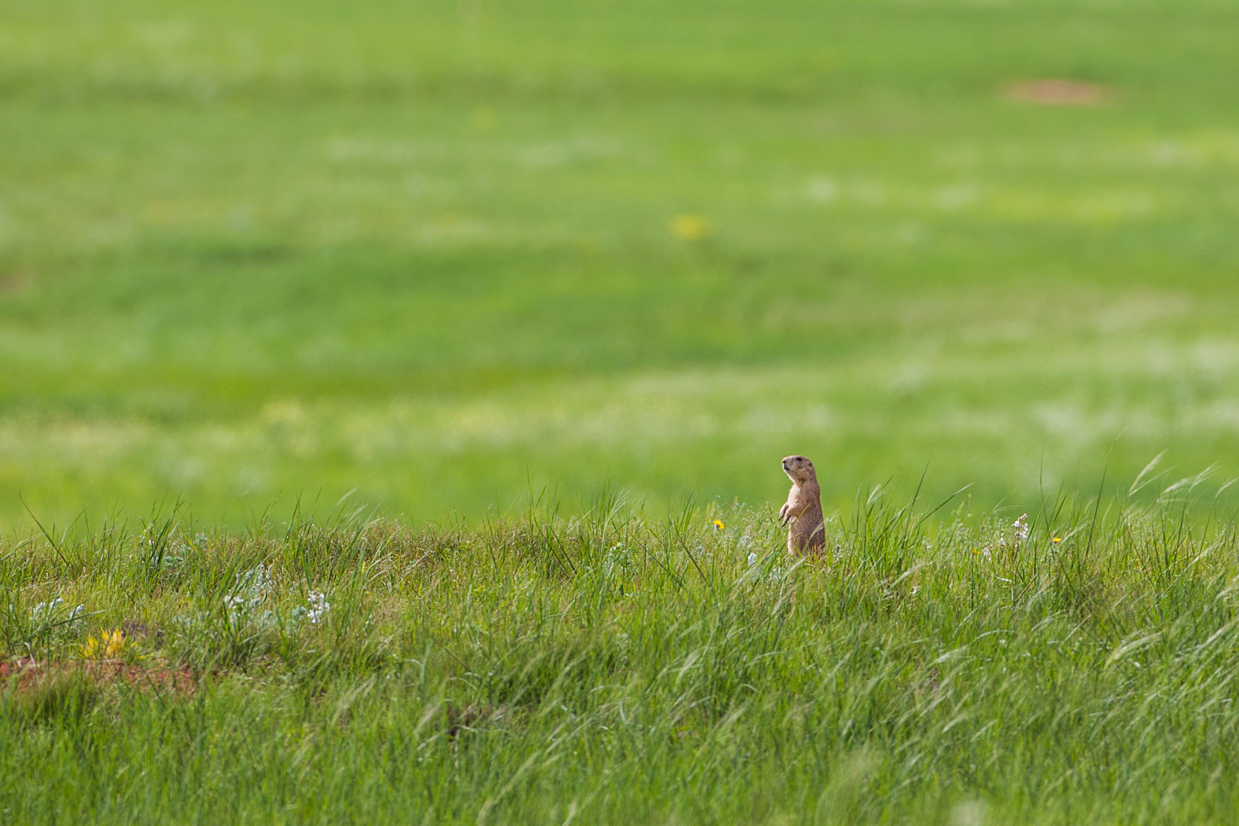 Prairie dog in a sea of green, Wind Cave National Park, South Dakota.  Click for next photo.