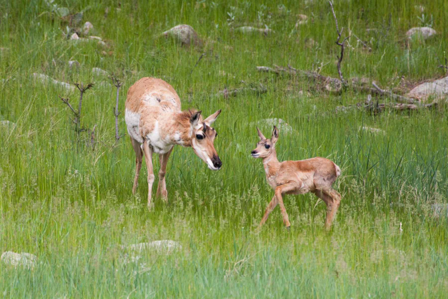 Pronghorn mother and fawn, Custer State Park, South Dakota.  Click for next photo.