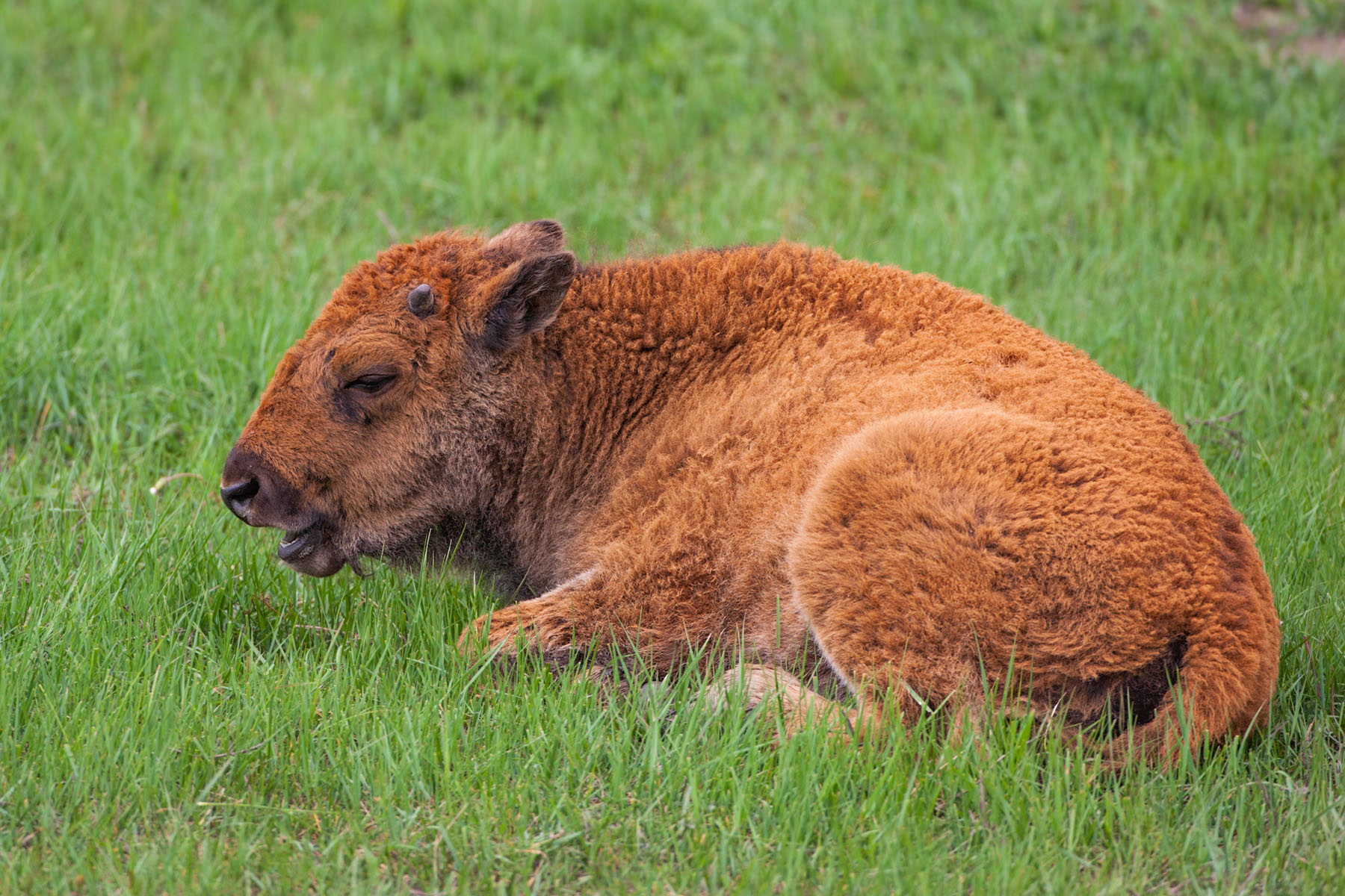 Bison calf, Custer State Park, South Dakota.  Click for next photo.