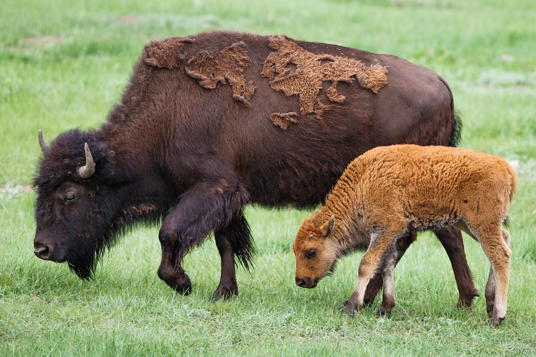 Bison mother and calf, Custer State Park, South Dakota.  Click for next photo.
