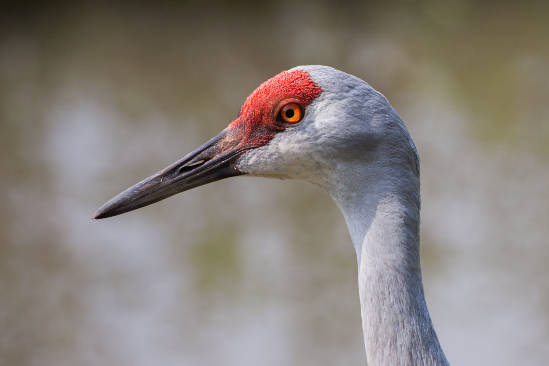 Sandhill crane, Simmons Wildlife Safari, Nebraska.  Click for next photo.