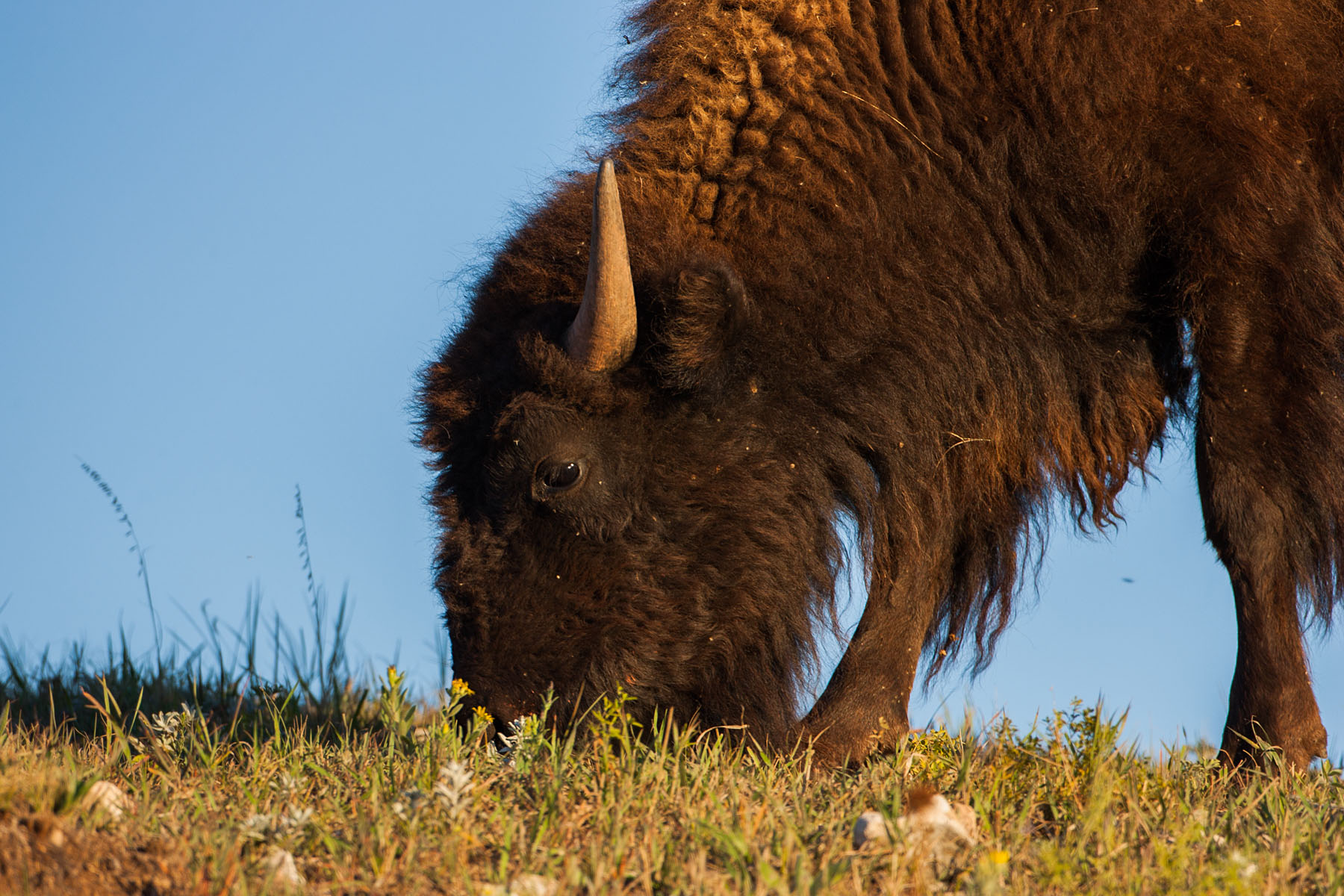 Bison, Custer State Park, SD.  Click for next photo.