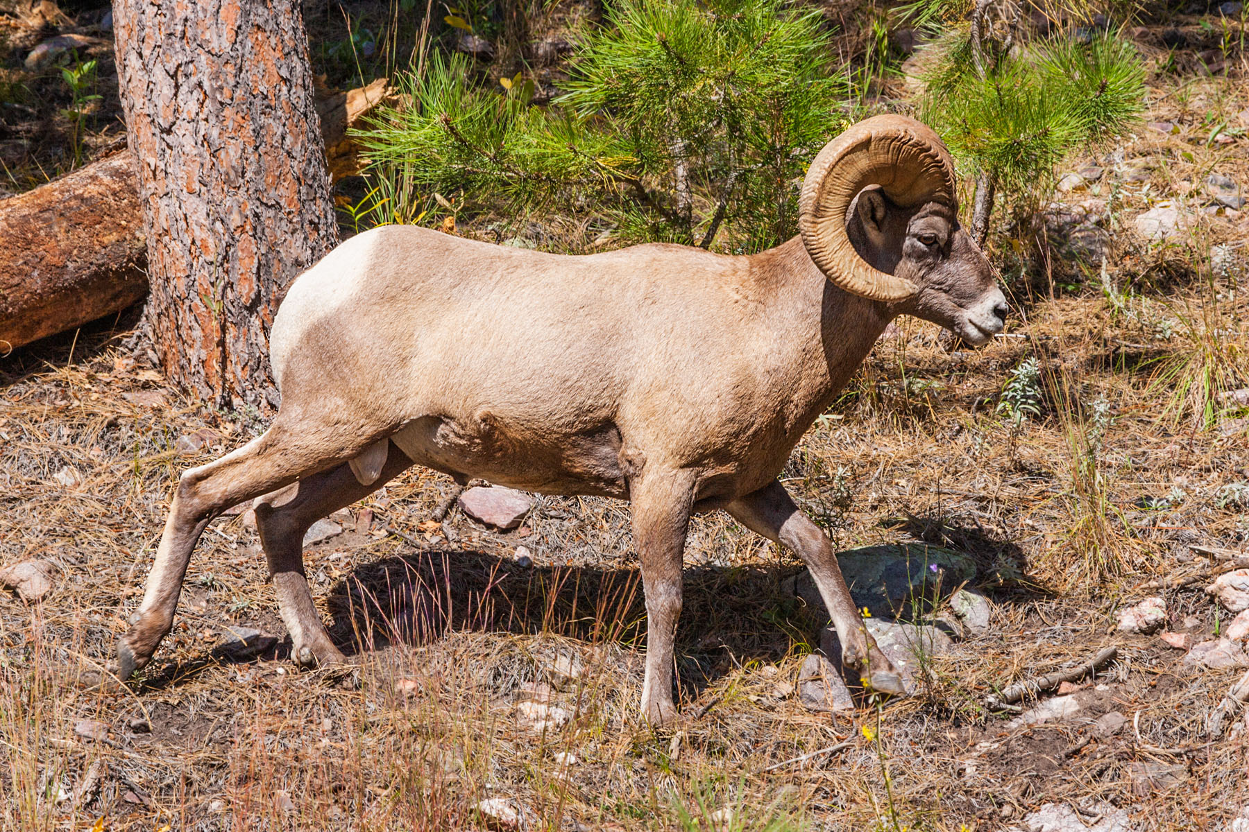 Rocky Mountain Bighorn, Custer State Park, SD.  Click for next photo.