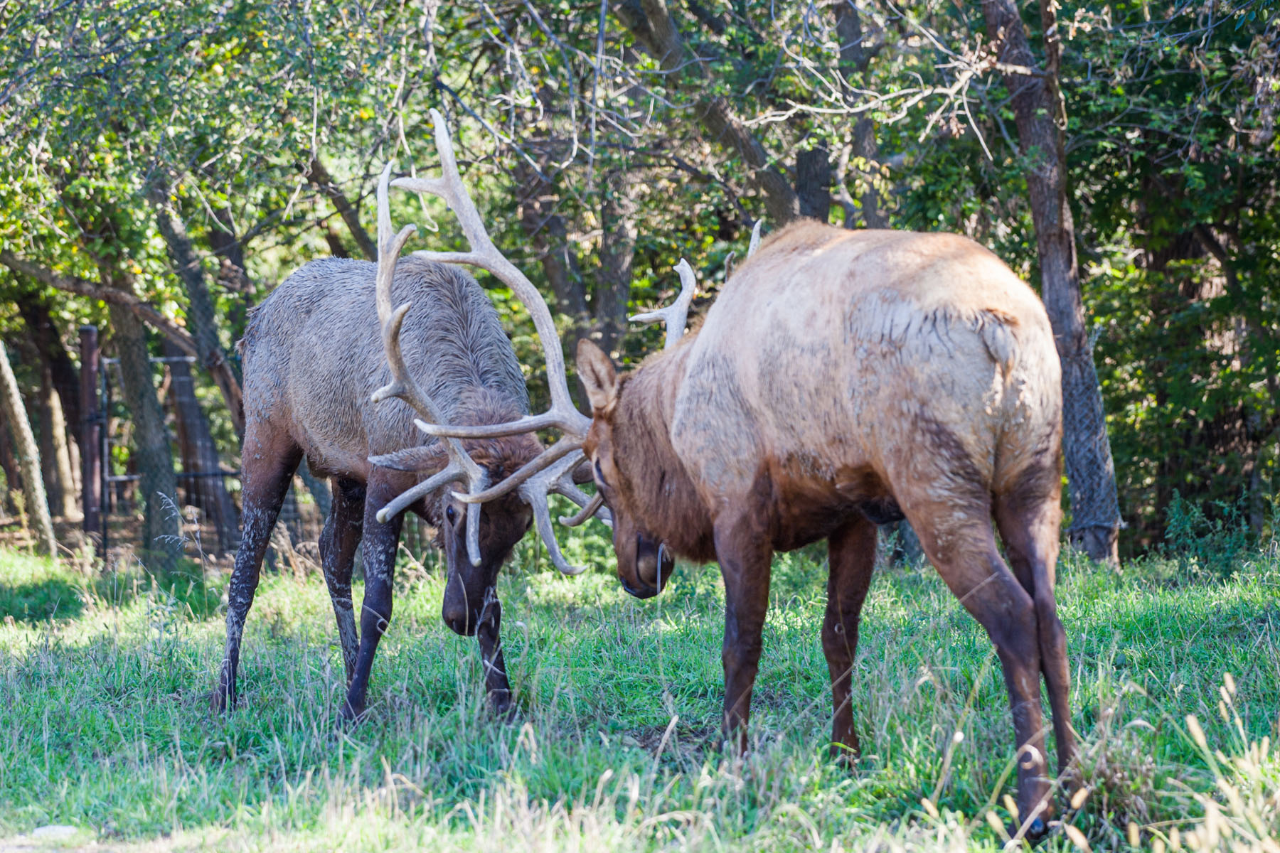 Elk sparring, Simmons Wildlife Safari, Nebraska.  Click for next photo.