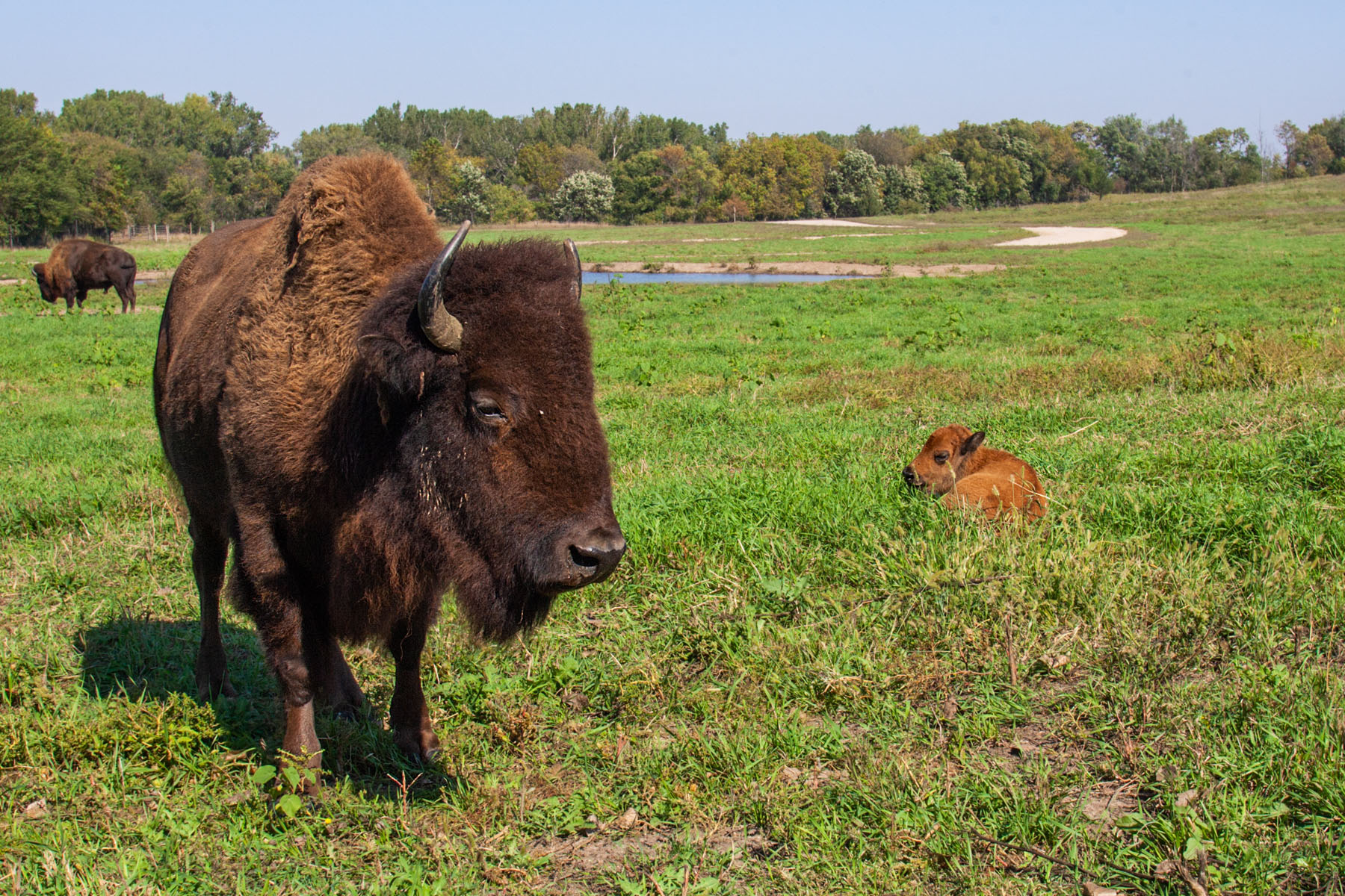 Bison, Simmons Wildlife Safari, Nebraska.  Click for next photo.