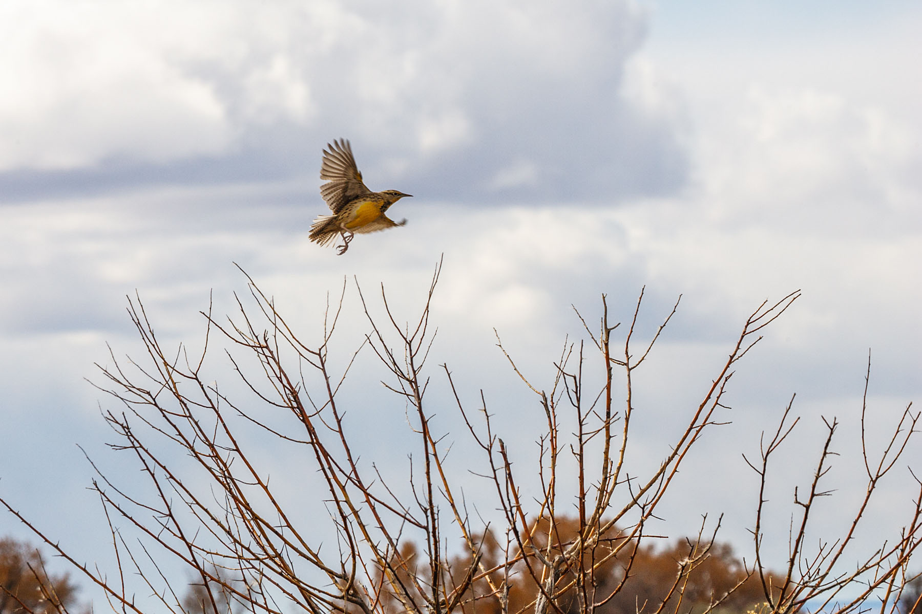 Meadowlark takes flight, Colorado.  Click for next photo.