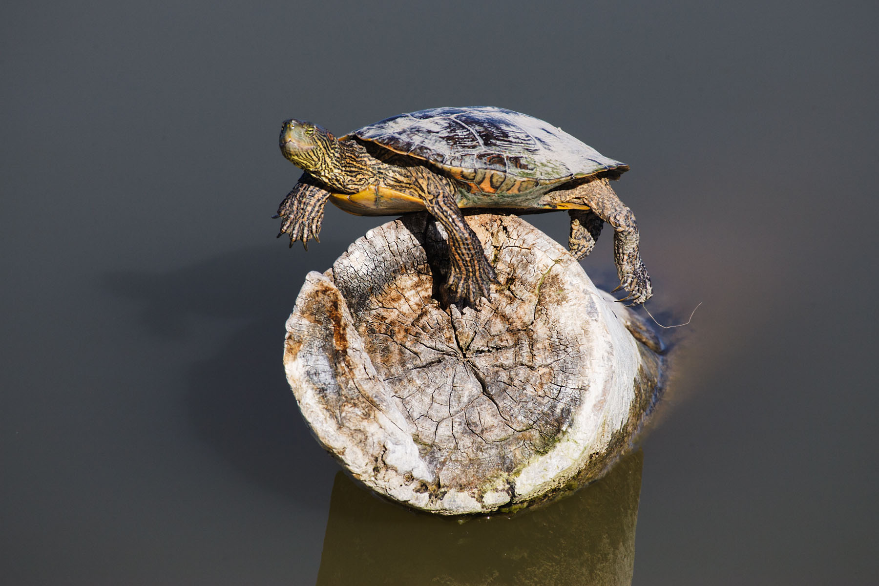 Turtle on a precarious perch, Bosque del Apache NWR, NM.  Click for next photo.