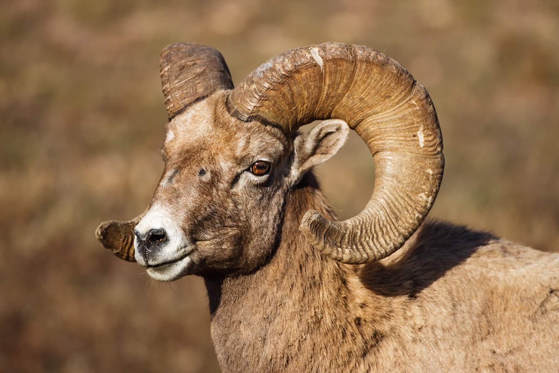 Rocky Mountain Bighorn, Cleghorn State Fish Hatchery, SD.  Click for next photo.