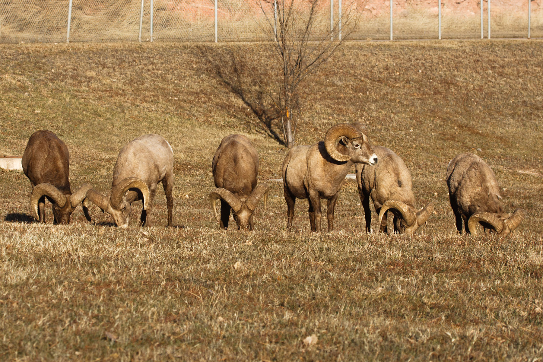 Six Rocky Mountain Bighorn rams, Cleghorn State Fish Hatchery, SD.  Click for next photo.