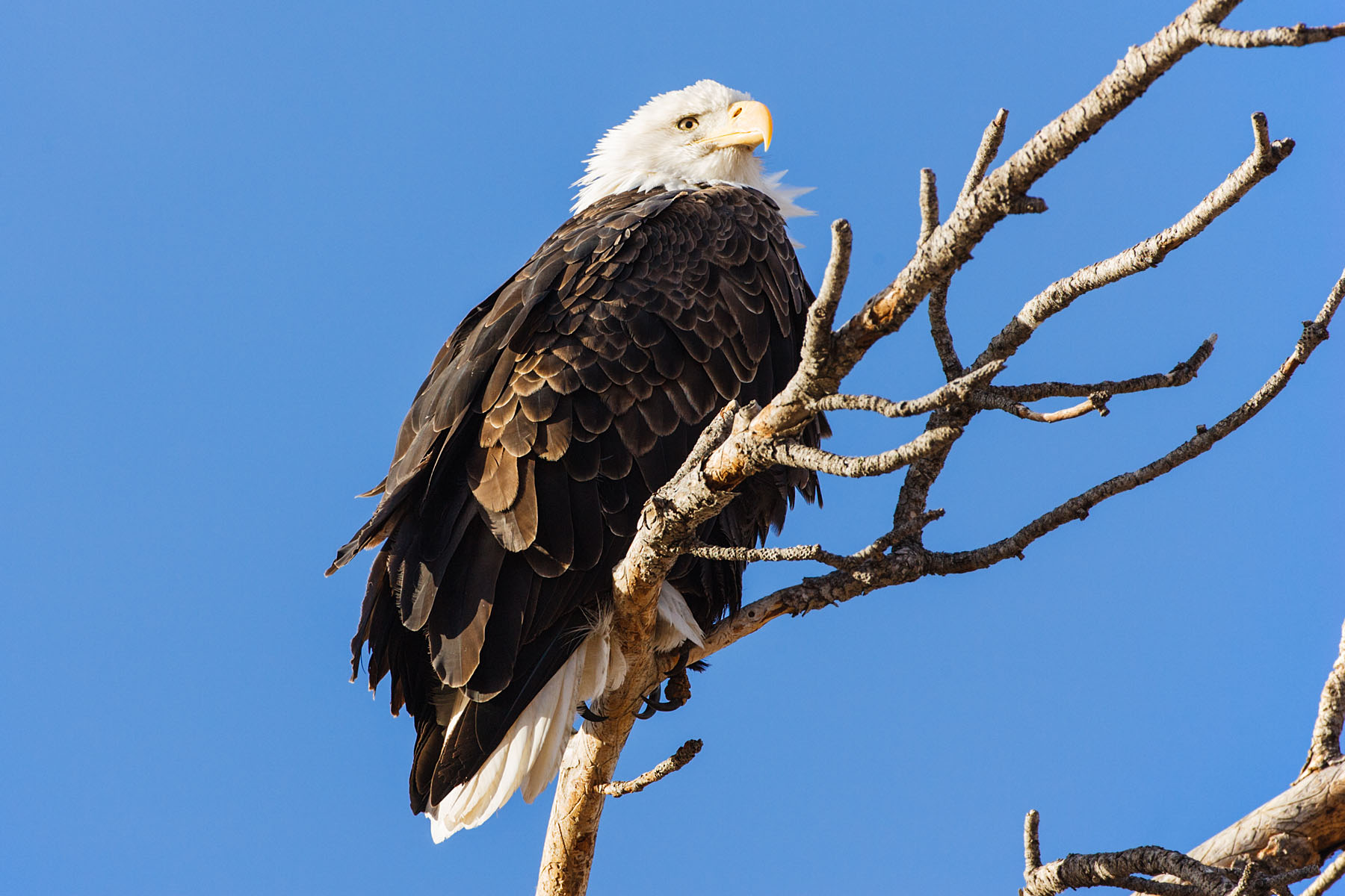 Bald eagle, Custer State Park, SD.  Click for next photo.