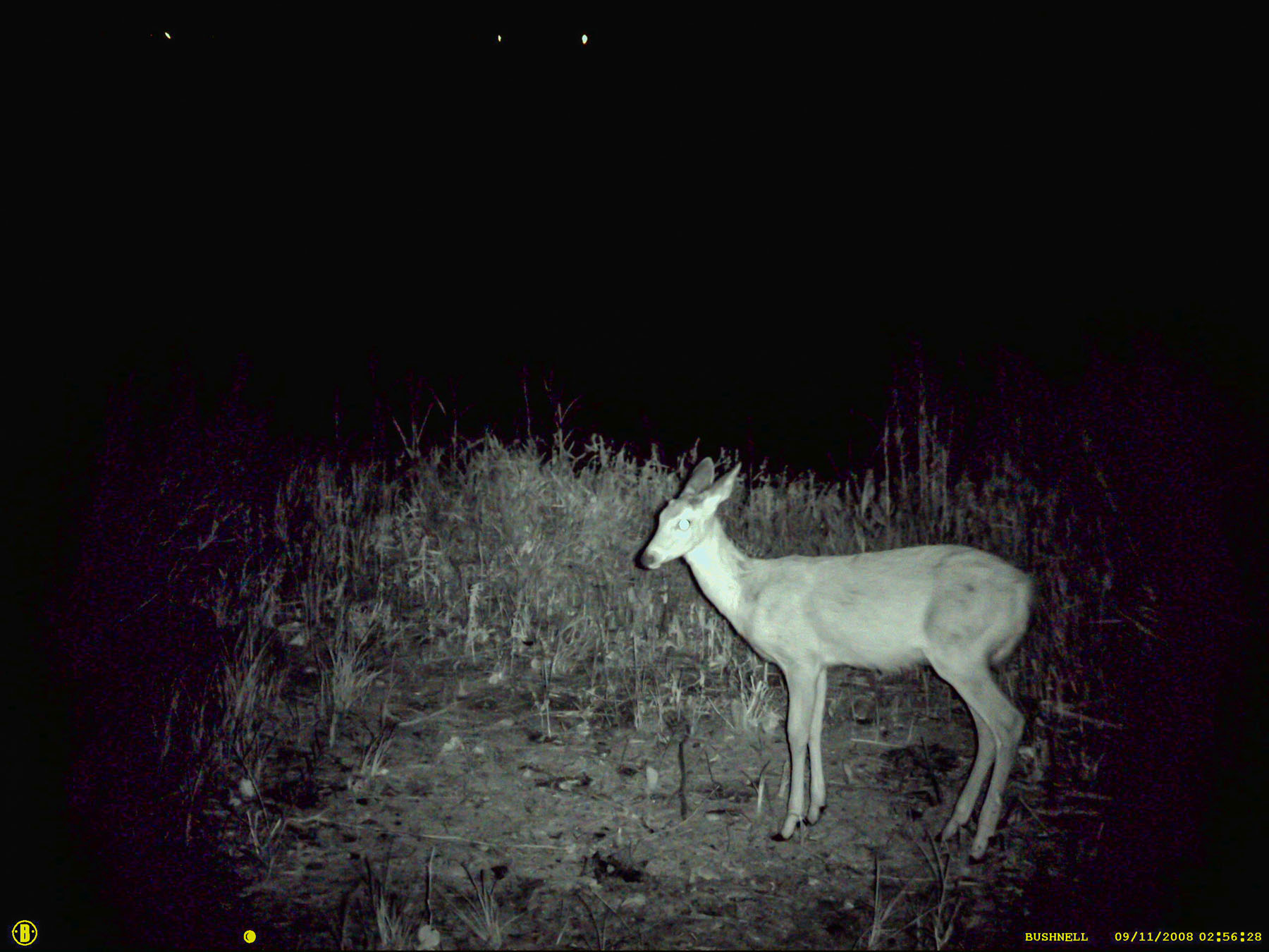 Deer caught on trail camera, Sioux Falls, SD.  Click for next photo.