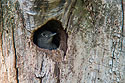 Red-headed woodpecker chick peering out of nest hole, Newton Hills State Park, SD, 2008.