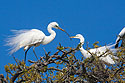 Egrets build a nest, St. Augustine, Florida, March 2008.