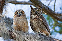 Great Horned Owl fledgling and mother, Honeymoon Island State Park, Florida, March 2008.  <a href="http://www.thomasoneil.com/stock.php">This image available for licensing.</a>