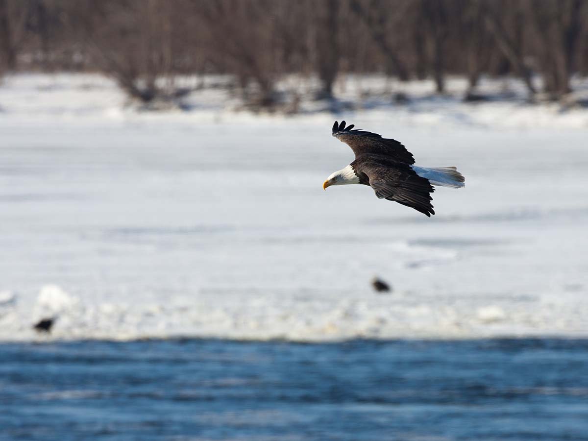 Bald eagle gliding over the Mississippi River, Keokuk, Iowa, January 2009.  Click for next photo.