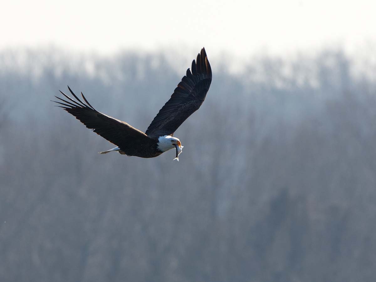 Bald eagle carrying a fish from the Mississippi River, Keokuk, Iowa, January 2009.  Click for next photo.
