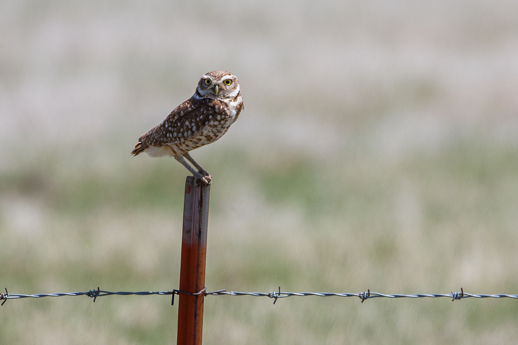 Burrowing Owl, Lower Brule, South Dakota.  Click for next photo.