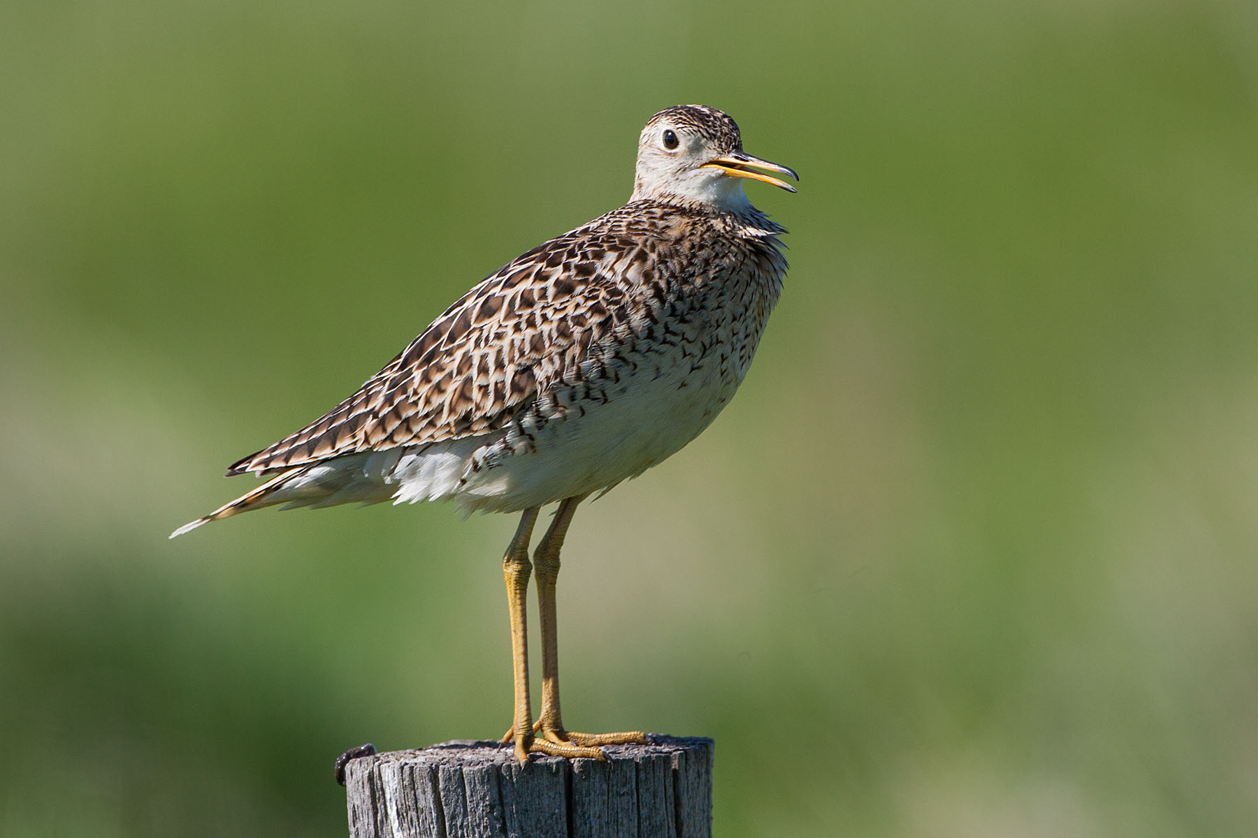 Upland Sandpiper, somewhere south of Pierre.  Click for next photo.