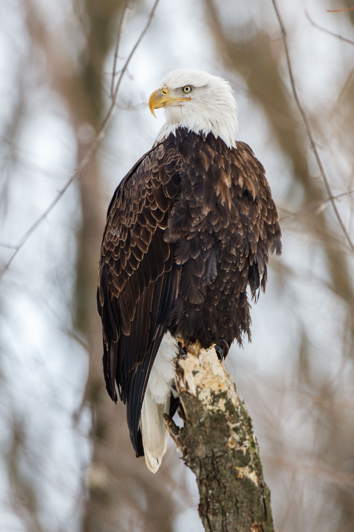 Bald eagle roosting near the Mississippi River, Lock and Dam 18, Illinois.  Click for next photo.