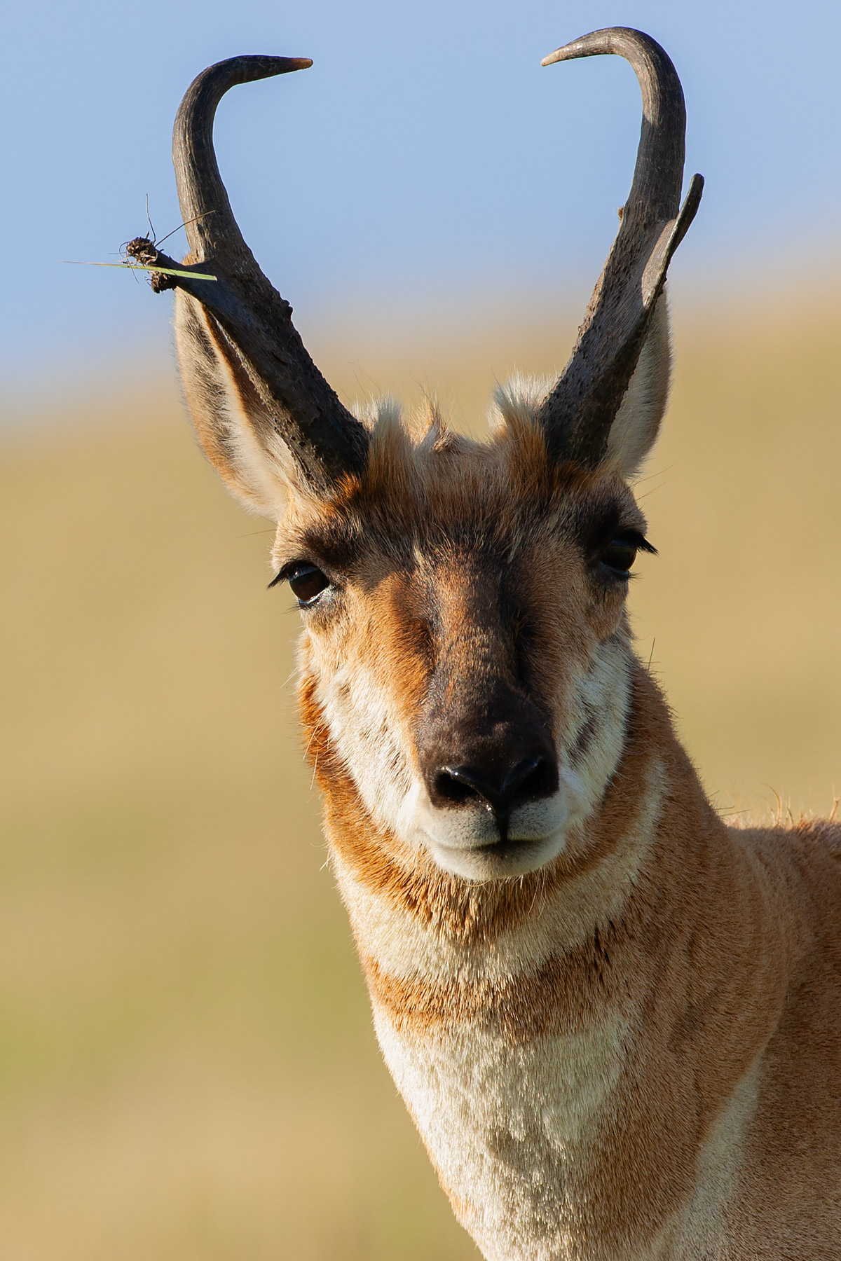 Pronghorn, Custer State Park, South Dakota.  Click for next photo.