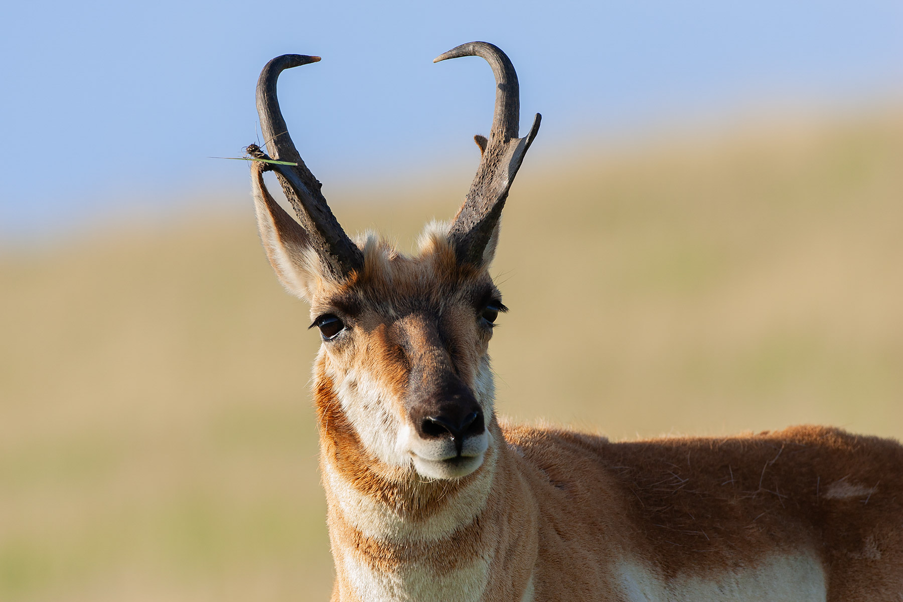 Pronghorn, Custer State Park, South Dakota.  Click for next photo.