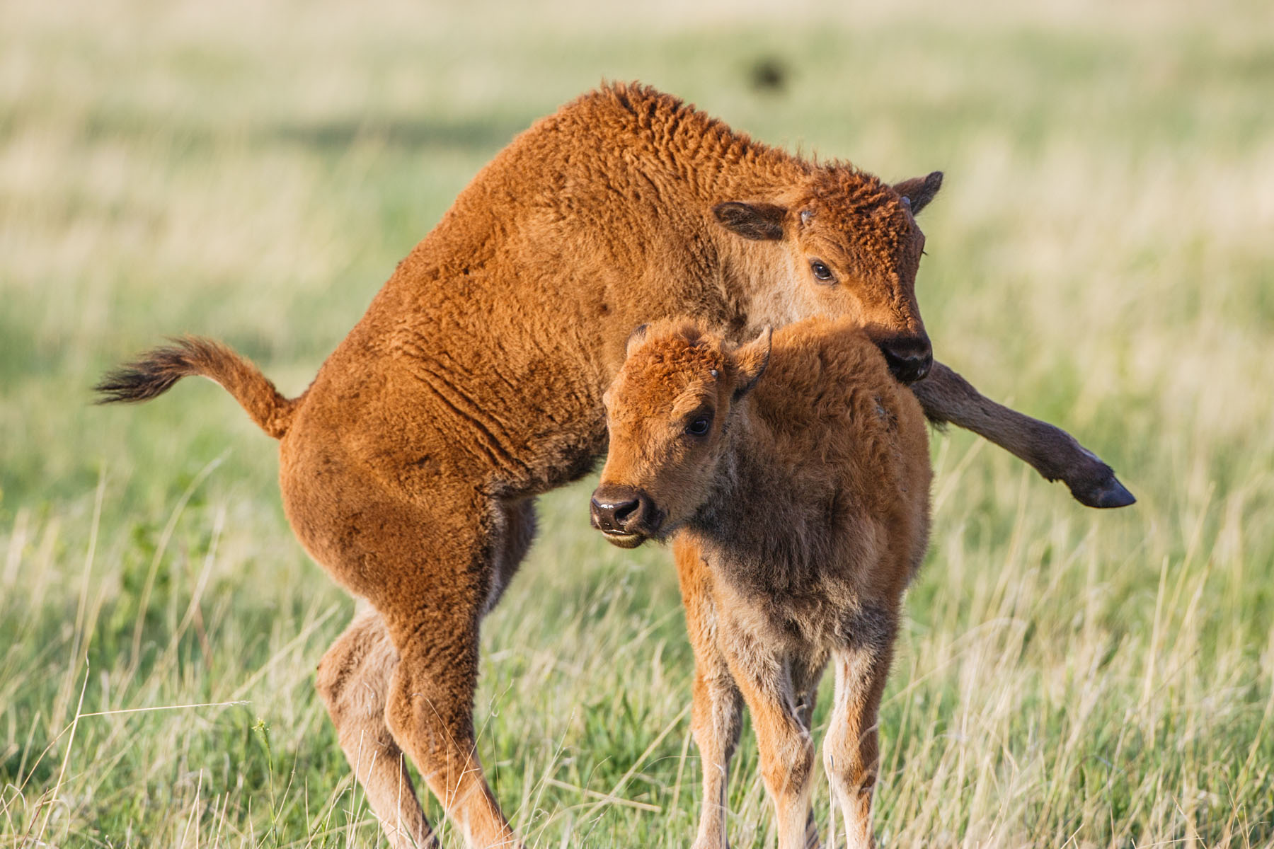 Bison calves, Custer State Park, South Dakota.  Click for next photo.