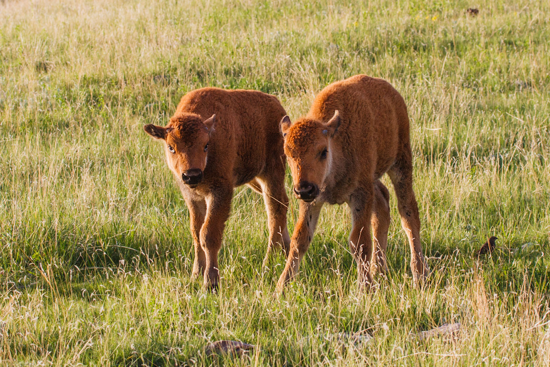 Bison calves, Custer State Park, South Dakota.  Click for next photo.