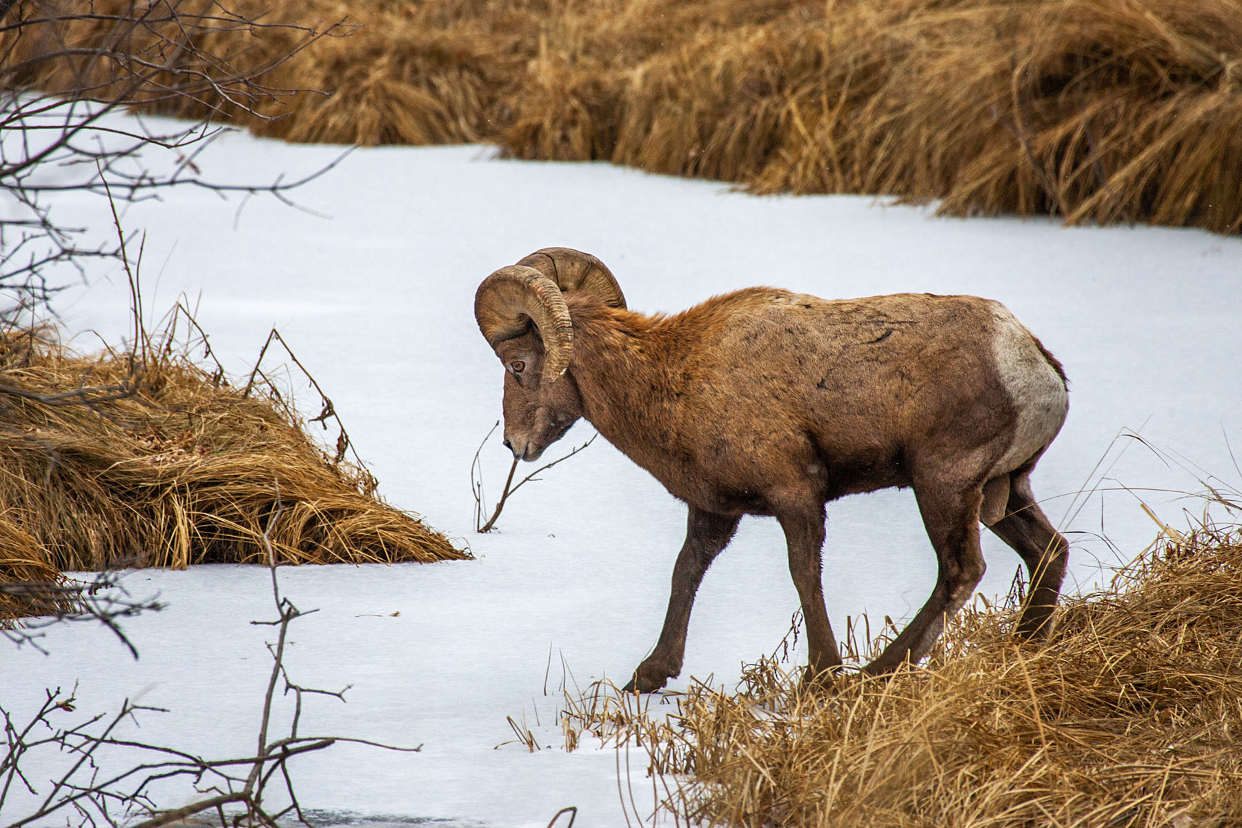 Rocky Mountain Bighorn ram, Custer State Park.  Click for next photo.
