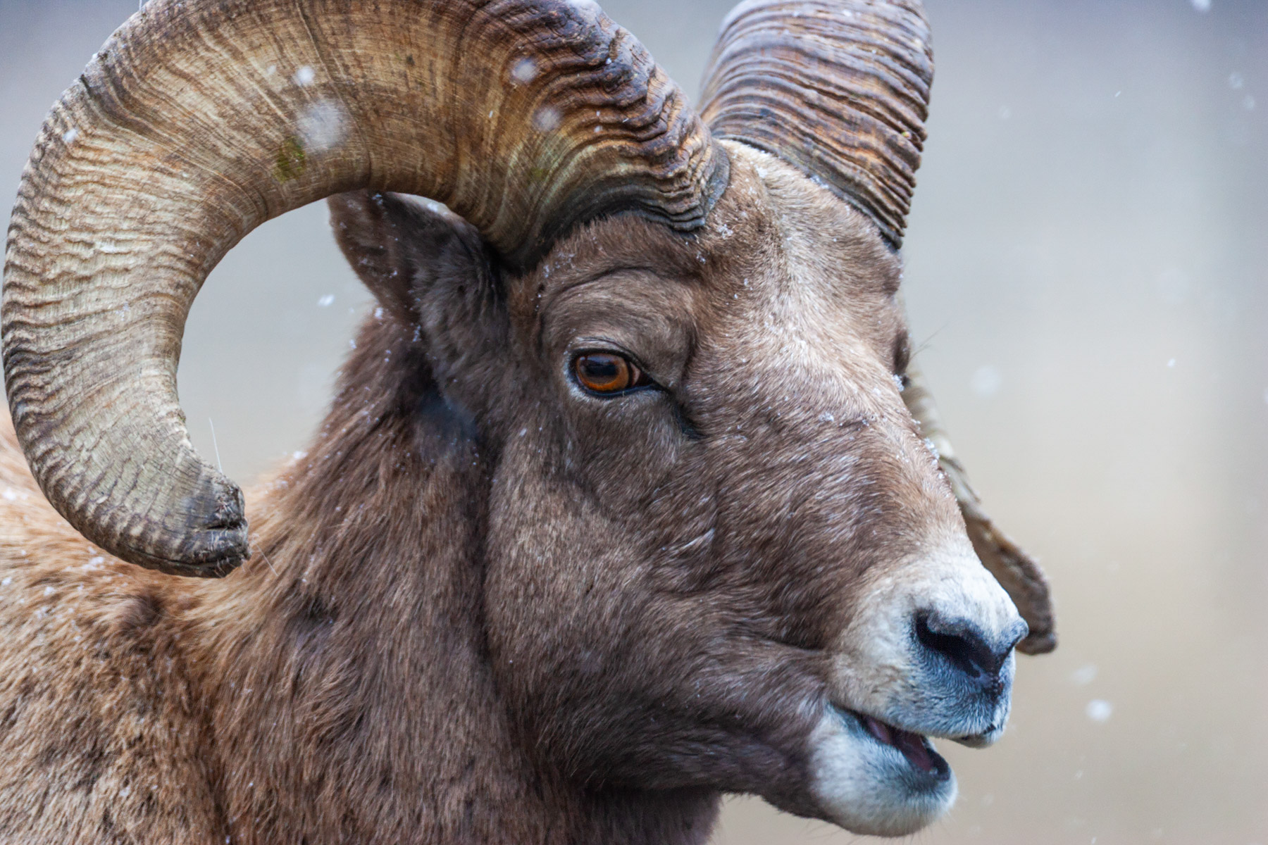 Rocky Mountain Bighorn ram, Custer State Park.  Click for next photo.