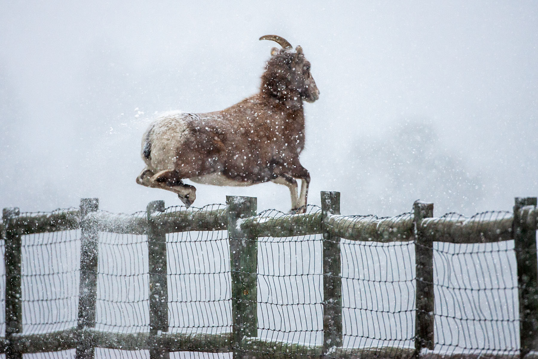 Rocky Mountain Bighorn ewe leaps 4-foot fence, Custer State Park.  Click for next photo.