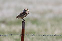 Burrowing Owl, Lower Brule, South Dakota.