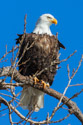 Bald eagle roosting along the Mississippi River in Keokuk, Iowa.