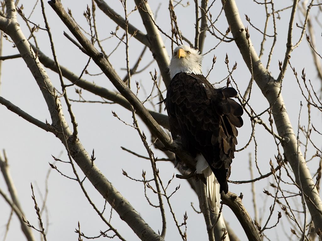 Bald Eagle at Squaw Creek NWR, northwest Missouri, December 2010.  Click for next photo.