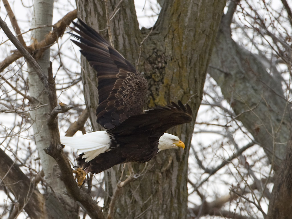 Bald Eagle at Squaw Creek NWR, northwest Missouri, December 2010.  Click for next photo.