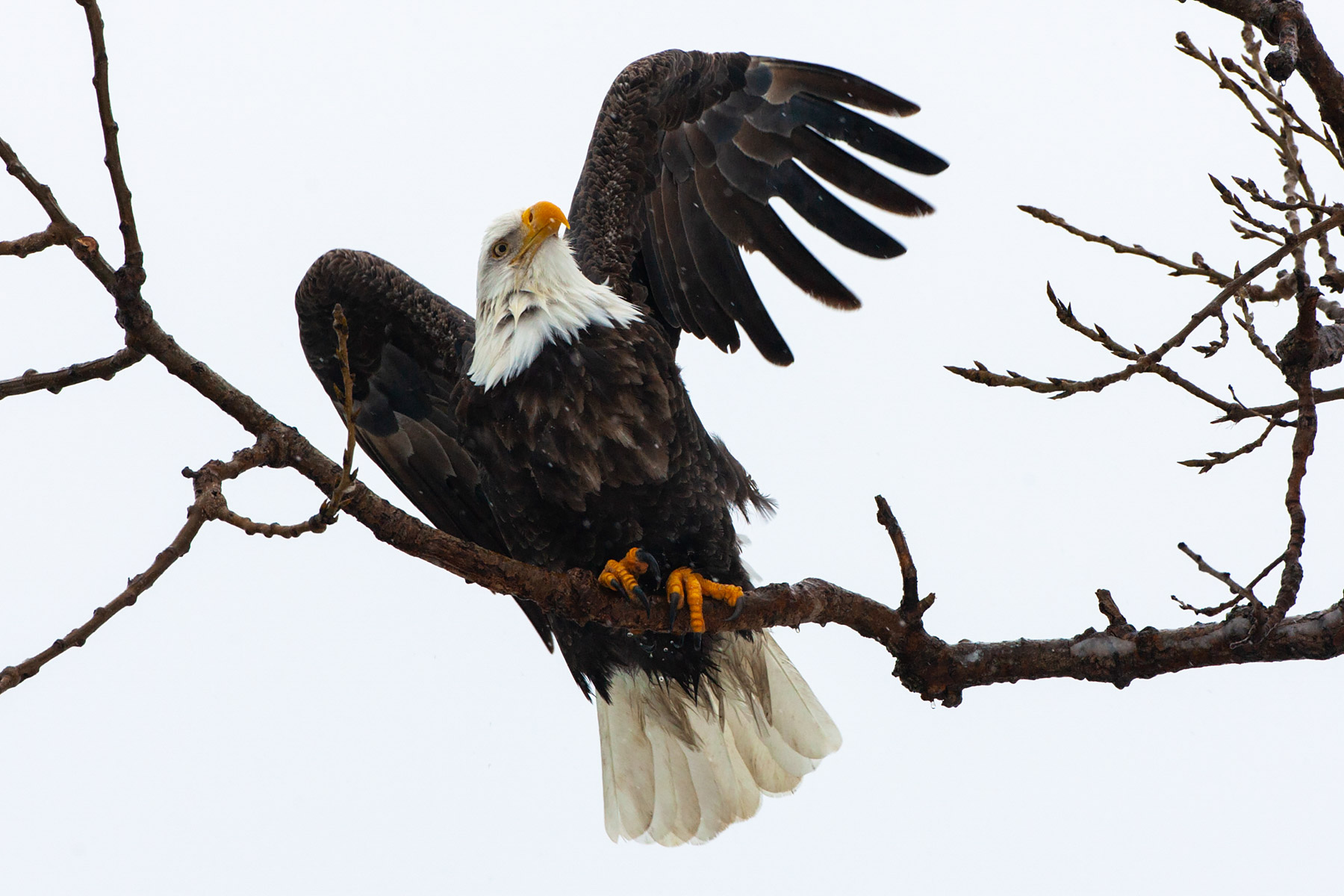 Bald eagle in the snow, Keokuk, IA.  Click for next photo.