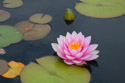 Water Lily, New York Botanical Garden.