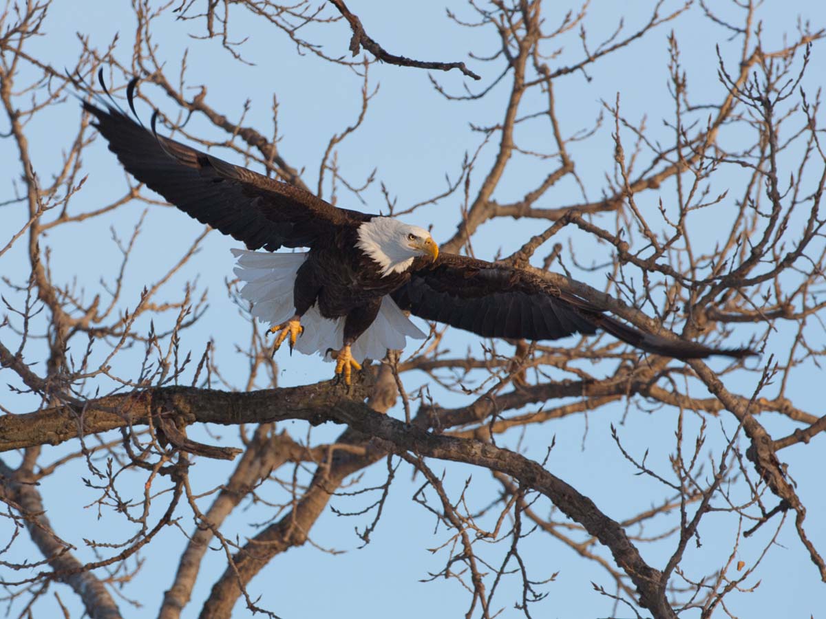 Bald Eagle, Keokuk, Iowa, February 2011.  Click for next photo.