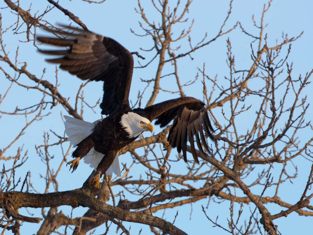 Bald Eagle, Keokuk, Iowa, February 2011.  Click for next photo.