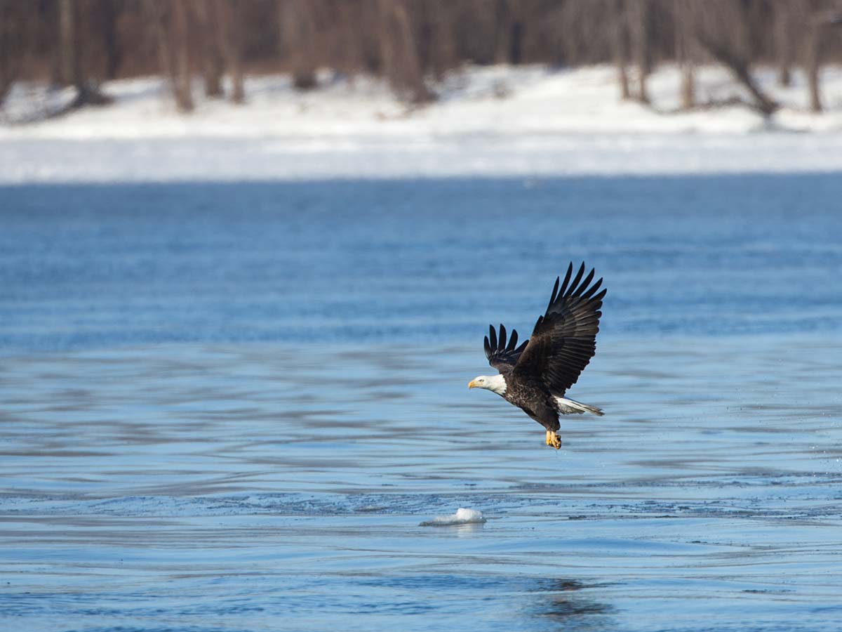 Bald Eagle over the Mississippi River, below Lock & Dam 18, Gladstone, Illinois, February 2011.  Click for next photo.