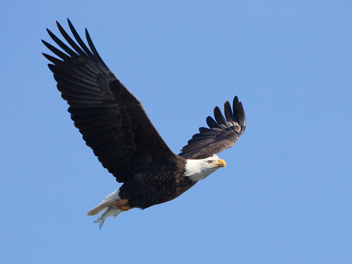 Bald Eagle with fish, Lock & Dam 18, Gladstone, Illinois, February 2011.  Click for next photo.