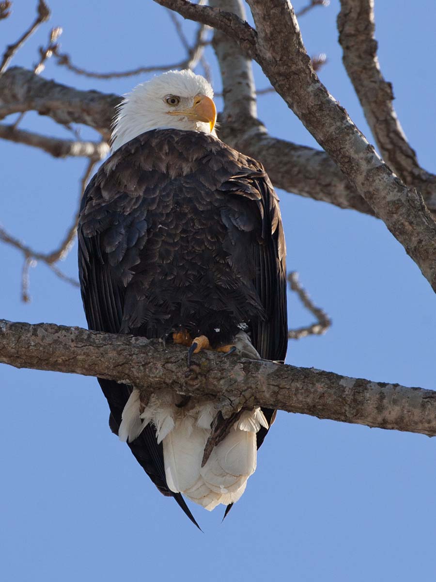Bald Eagle, Lock & Dam 18, Gladstone, Illinois, February 2011.  Click for next photo.